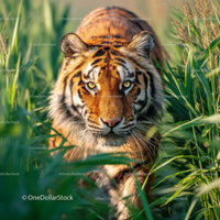Majestic Bengal Tiger Stalking Through Lush Green Grass