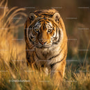 Majestic Tiger Walking Through Sunlit Grasslands