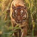 Majestic Tiger Stalking Through Lush Green Grass
