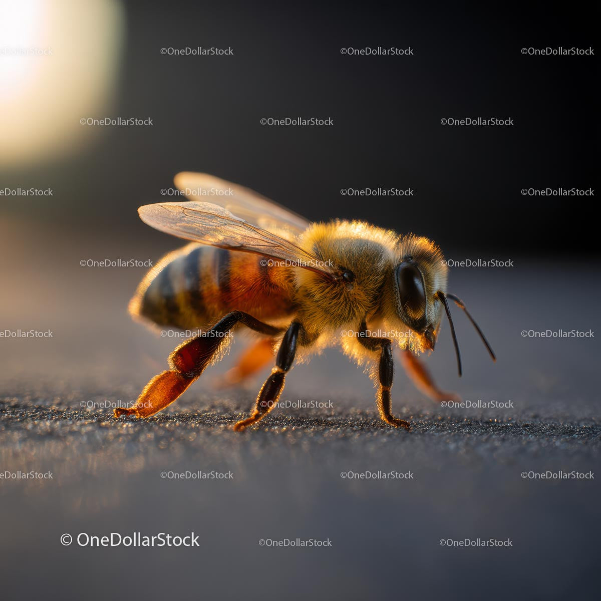 Detailed Close-Up of a Honeybee in Natural Light