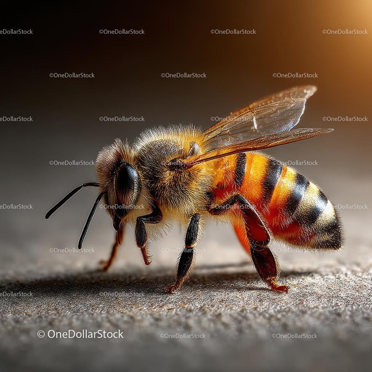 Detailed Macro Shot of Honey Bee on Surface