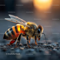 Close-up of a Honeybee in Vivid Sunset Light