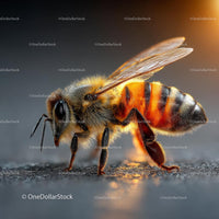Close-Up of a Honeybee in Warm Sunlight