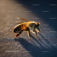 Macro Shot of Honeybee in Golden Light