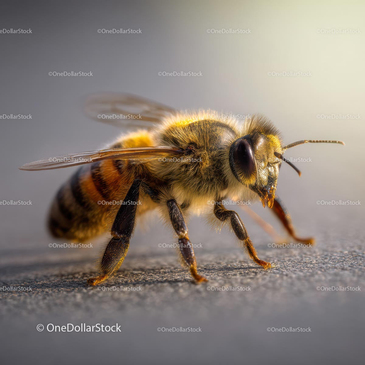 Detailed Close-Up of a Honeybee in Natural Light