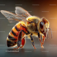 Close-Up of a Honey Bee with Detailed Wings