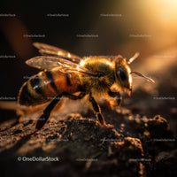 Honeybee in Sunset Light on Tree Bark