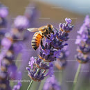 Honeybee Pollinating Lavender Blooms in Vibrant Garden