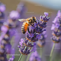 Honeybee Pollinating Lavender Blooms in Vibrant Garden