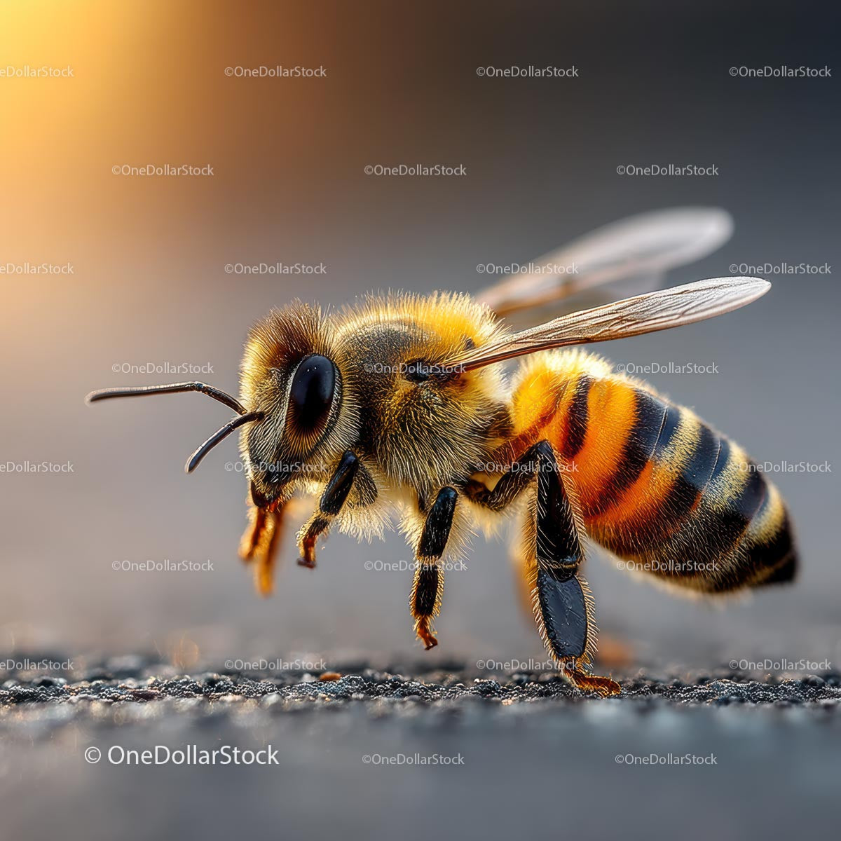 Close-up of a Honeybee with Vibrant Colors