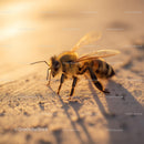 Honeybee on Sand at Golden Hour
