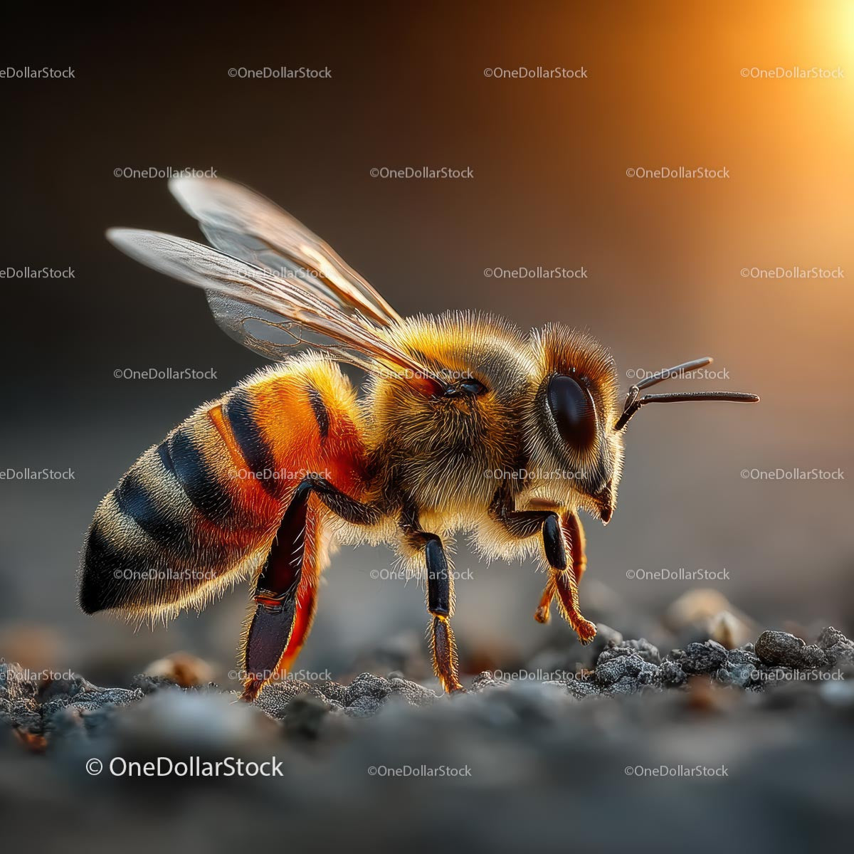 Close-Up of a Honeybee in Warm Sunset Light