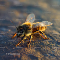 Close-Up of a Honeybee in Golden Sunlight