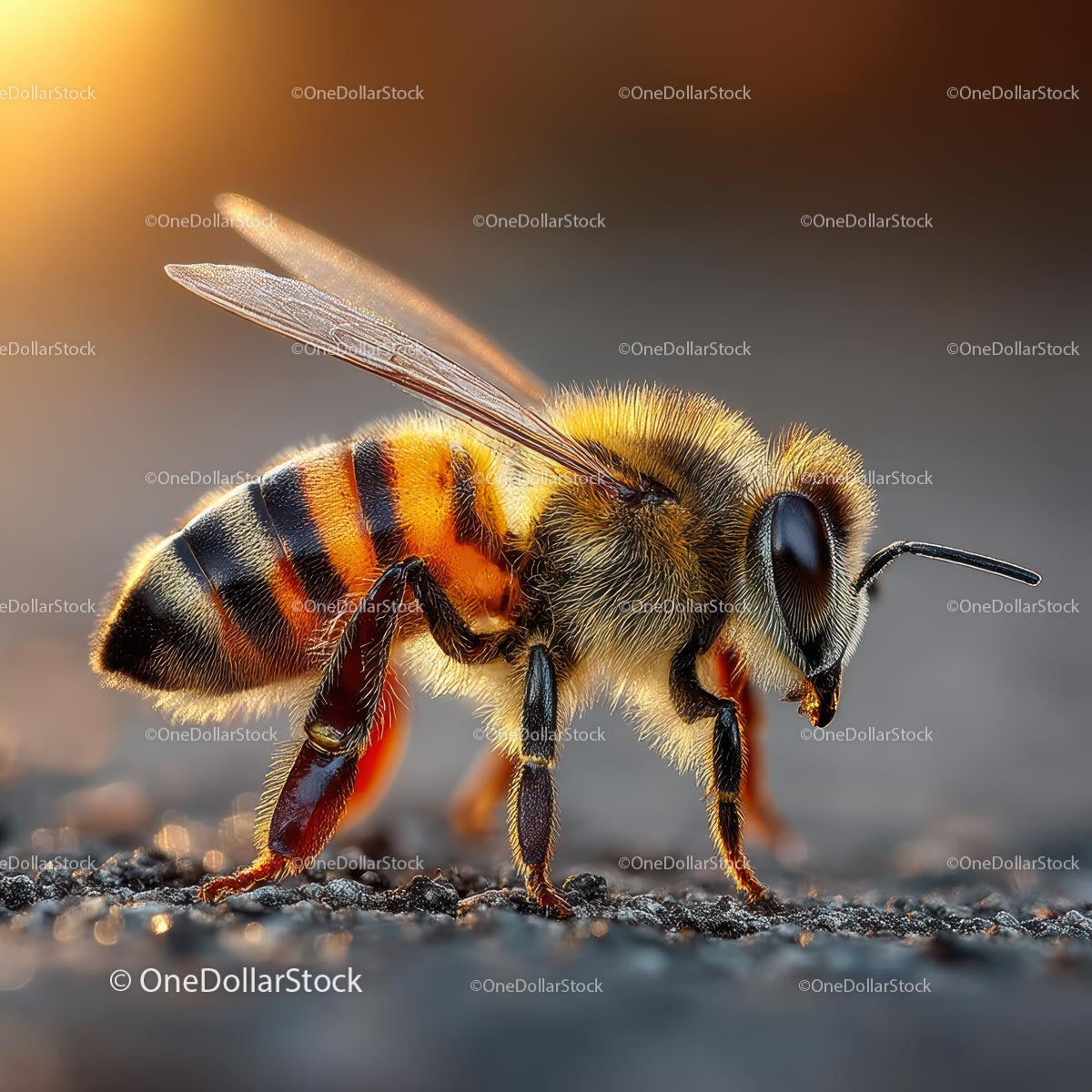 Detailed Close-Up of Honeybee on Ground at Sunset
