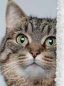 Charming Tabby Cat with Striking Green Eyes