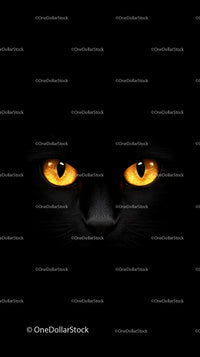 Black Cat with Mesmerizing Yellow Eyes in Darkness