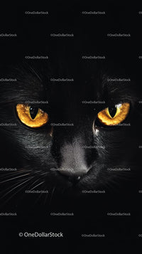 Black Cat with Piercing Yellow Eyes Portrait