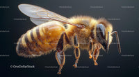 Detailed Close-up of a Honeybee in Flight