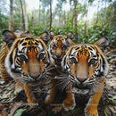 Close-Up of Tigers in Their Natural Jungle Habitat