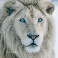 Majestic White Lion with Stunning Blue Eyes Portrait