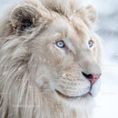 Close-Up Portrait of a White Lion with Blue Eyes in Snow