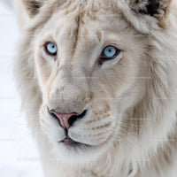 Majestic White Lion with Striking Blue Eyes