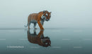 Majestic Bengal Tiger Walking on Misty Water Surface