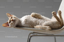 Playful Devon Rex Cat Relaxing on a Modern Chair