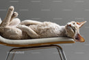 Relaxed Devon Rex Cat Lounging on Modern Chair