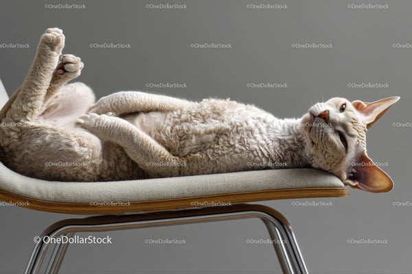 Zrelaksowany kot Devon Rex odpoczywający na nowoczesnym fotelu
