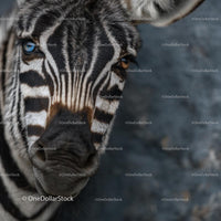 Close-Up Portrait of a Zebra in Safari Setting