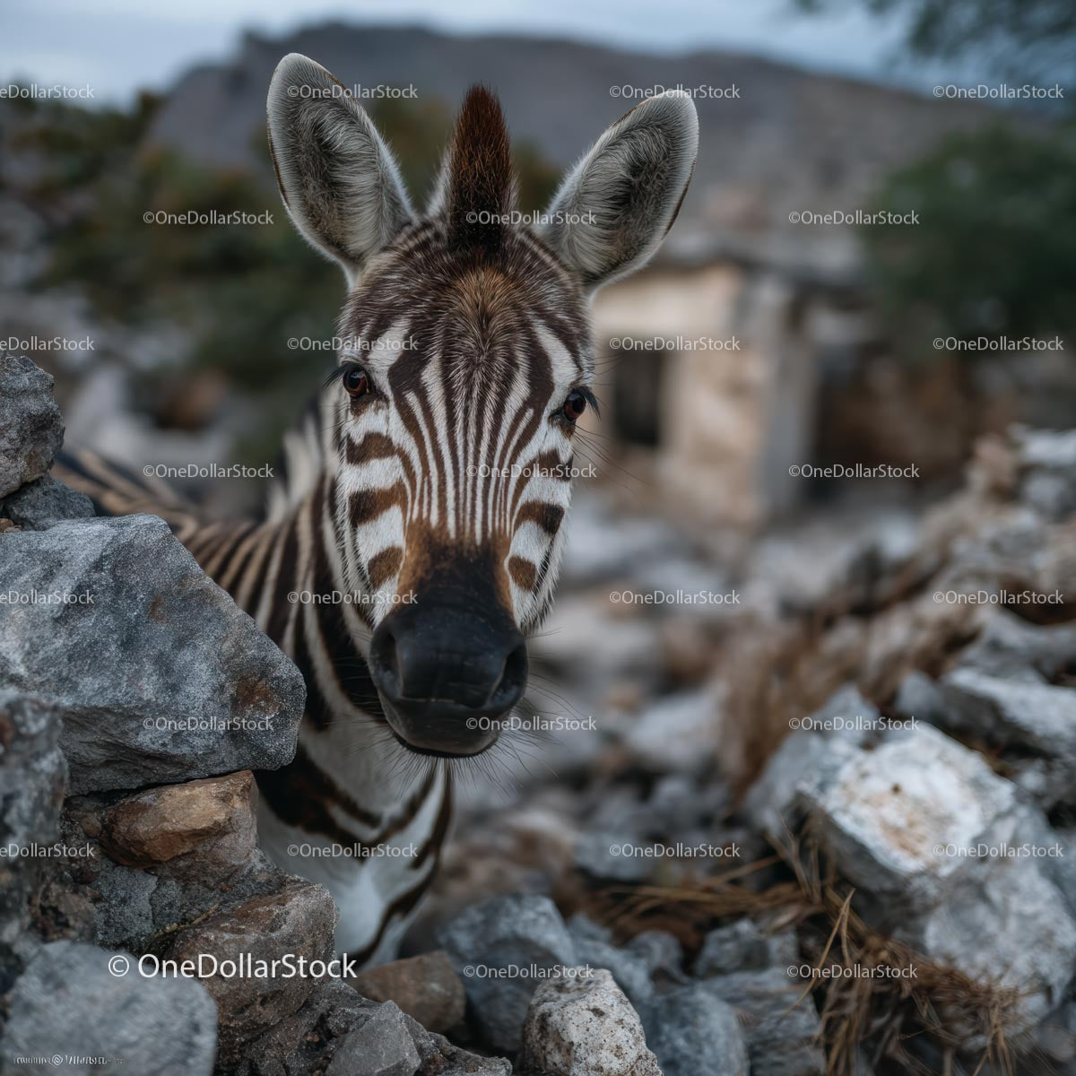 Ciekawa zebra wśród skał w naturalnym otoczeniu