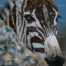 Close-Up Portrait of a Zebra in Natural Habitat