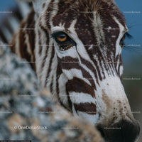 Close-Up Portrait of a Zebra in Natural Habitat