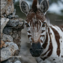 Close-Up Portrait of a Zebra in Natural Habitat