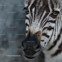 Close-Up Portrait of a Zebra Showing Striking Stripes