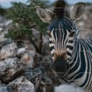 Close-Up of a Zebra in Its Natural Habitat