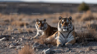 Tigers Resting Gracefully in Arid Savannah Landscape