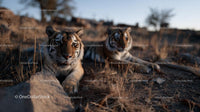 Tigers Resting in African Savannah at Sunset