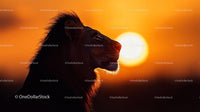 Lion Silhouette at Sunset in the Savannah
