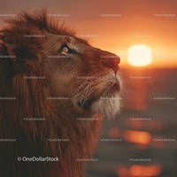 Majestic Lion Gaze at Radiant Sunset