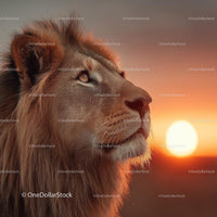 Majestic Lion Gazing Into the Sunset on the Savanna
