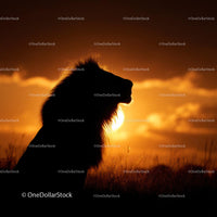 Lion Silhouette Roaring at Sunset on the African Savanna