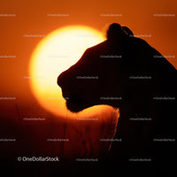Lion Silhouette Against African Sunset