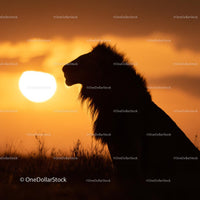Silhouette of a Lion at Sunset on the African Savanna