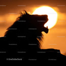 Silhouette of Roaring Lion Against a Golden Sunset