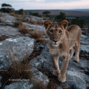 Majestic Young Lion on Rocky Terrain at Dusk
