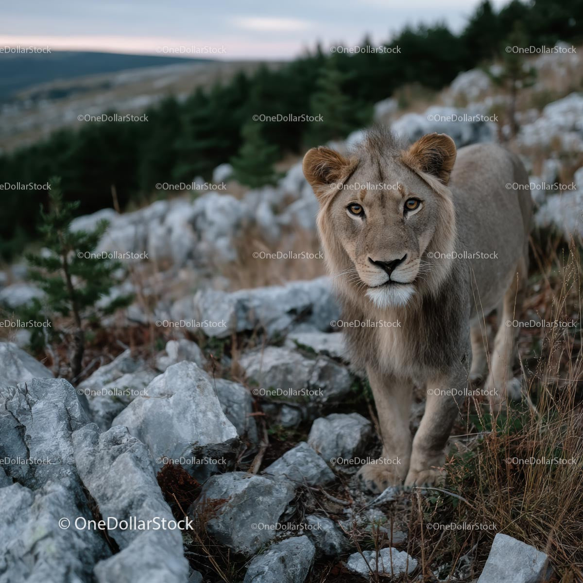 Majestatyczny lew w Rocky Wilderness Habitat