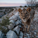Young Lion on Rocky Terrain at Sunset in the Wilderness