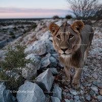 Young Lion on Rocky Terrain at Sunset in the Wilderness